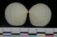 藏品(紅唇滿月蛤)的圖片